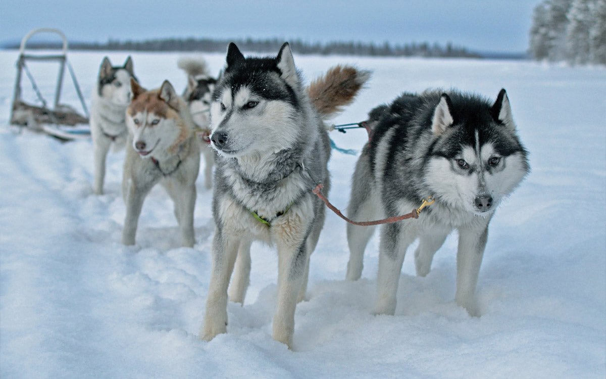 Una muta di siberian husky attaccati ad una slitta